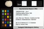 Foto (Objekt + Etiketten) von Oxythyreus gibbus (Reuss, 1858) 